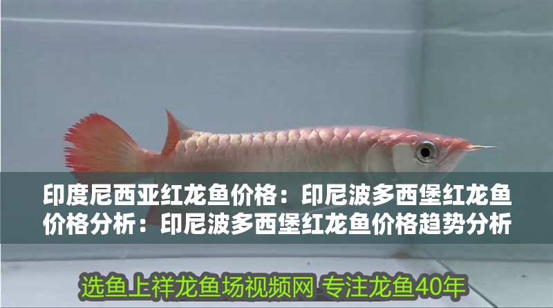 印度尼西亞紅龍魚價格：印尼波多西堡紅龍魚價格分析：印尼波多西堡紅龍魚價格趨勢分析