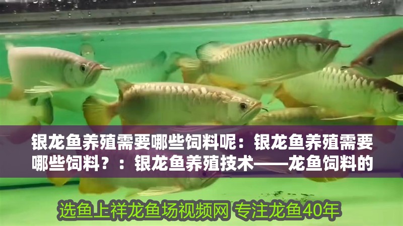 銀龍魚養殖需要哪些飼料呢：銀龍魚養殖需要哪些飼料？：銀龍魚養殖技術——龍魚飼料的選擇