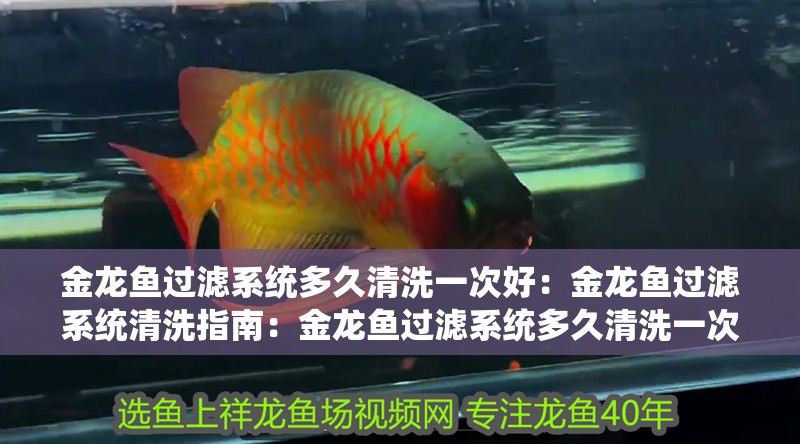 金龍魚過濾系統多久清洗一次好：金龍魚過濾系統清洗指南：金龍魚過濾系統多久清洗一次 金龍魚過濾系統多久清洗一次好：金龍魚過濾系統清洗指南：金龍魚過濾系統多久清洗一次 水族問答