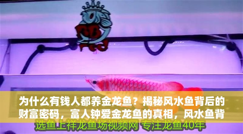 為什么有錢人都養(yǎng)金龍魚？揭秘風(fēng)水魚背后的財富密碼，富人鐘愛金龍魚的真相，風(fēng)水魚背后的財富玄機