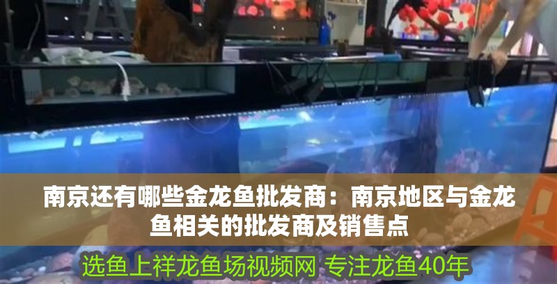 <strong><mark>南京</mark></strong>還有哪些金龍魚批發商：<strong><mark>南京</mark></strong>地區與金龍魚相關的批發商及銷售點