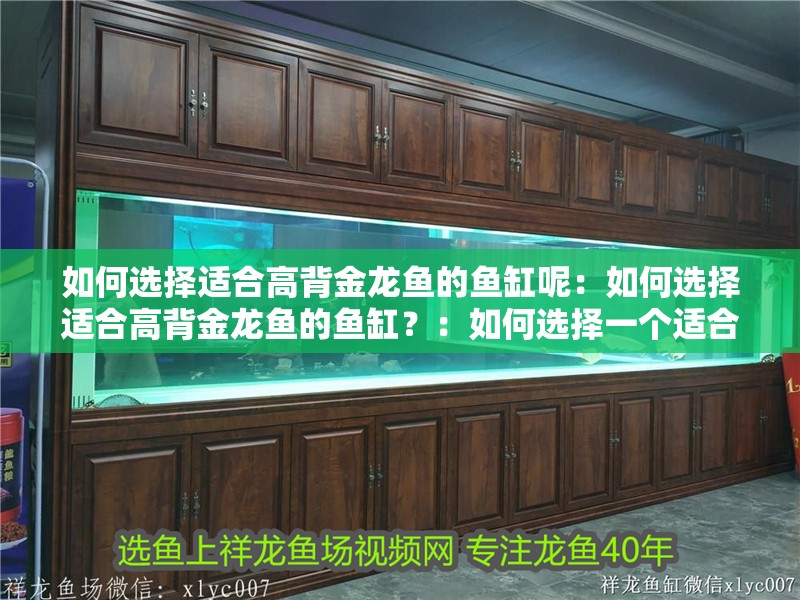 如何選擇適合高背金龍魚的魚缸呢：如何選擇適合高背金龍魚的魚缸？：如何選擇一個適合的魚缸