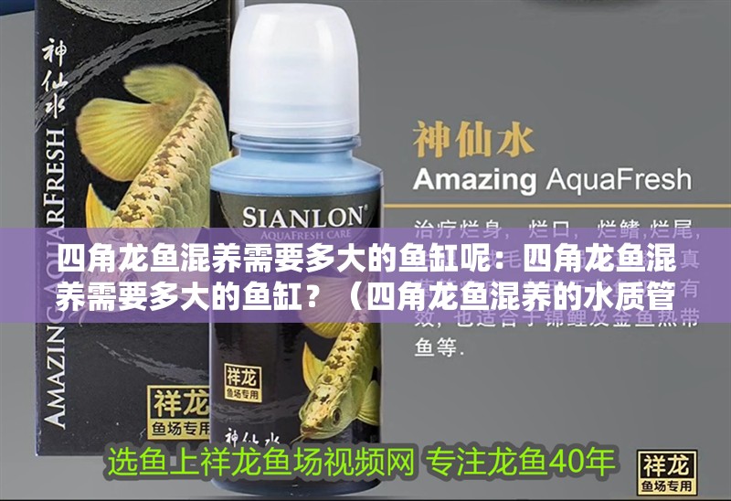 四角龍魚混養需要多大的魚缸呢：四角龍魚混養需要多大的魚缸？（四角龍魚混養的水質管理）