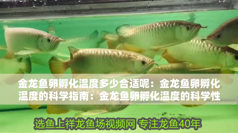 金龍魚卵孵化溫度多少合適呢：金龍魚卵孵化溫度的科學指南：金龍魚卵孵化溫度的科學性