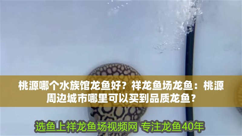 桃源哪個水族館龍魚好？祥龍魚場龍魚：桃源周邊城市哪里可以買到品質龍魚？