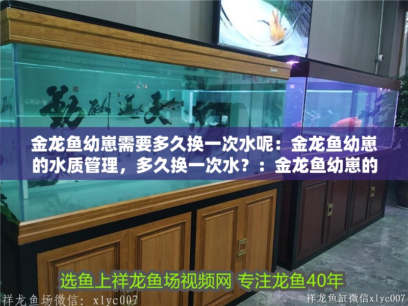 金龍魚幼崽需要多久換一次水呢：金龍魚幼崽的水質(zhì)管理，多久換一次水？：金龍魚幼崽的水質(zhì)管理