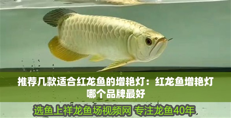 推薦幾款適合紅龍魚的增艷燈：紅龍魚增艷燈哪個品牌最好