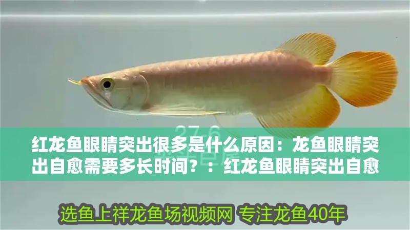 紅龍魚眼睛突出很多是什么原因：龍魚眼睛突出自愈需要多長時(shí)間？：紅龍魚眼睛突出自愈需要多長時(shí)間