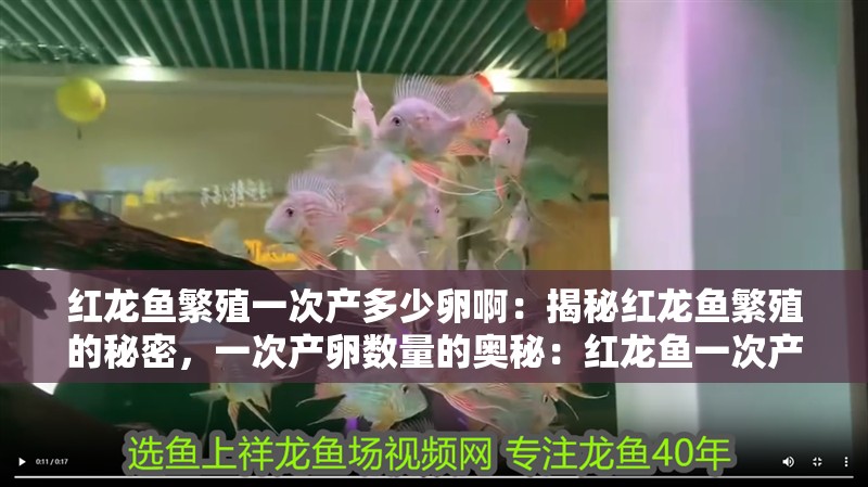 紅龍魚繁殖一次產多少卵啊：揭秘紅龍魚繁殖的秘密，一次產卵數量的奧秘：紅龍魚一次產卵數量可能會影響產卵數量