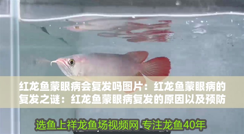紅龍魚蒙眼病會復(fù)發(fā)嗎圖片：紅龍魚蒙眼病的復(fù)發(fā)之謎：紅龍魚蒙眼病復(fù)發(fā)的原因以及預(yù)防措施
