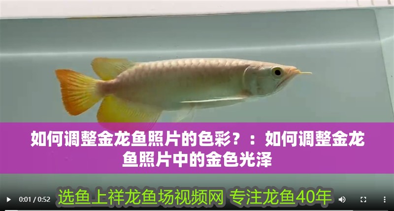 如何調整金龍魚照片的色彩？：如何調整金龍魚照片中的金色光澤