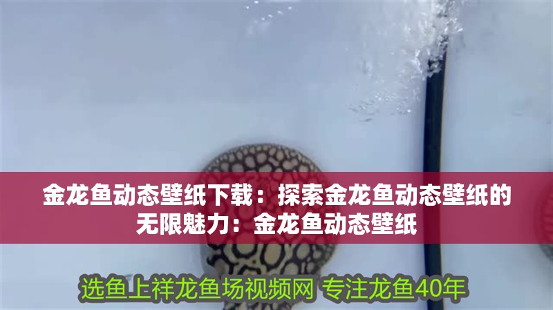 金龍魚(yú)動(dòng)態(tài)壁紙下載：探索金龍魚(yú)動(dòng)態(tài)壁紙的無(wú)限魅力：金龍魚(yú)動(dòng)態(tài)壁紙