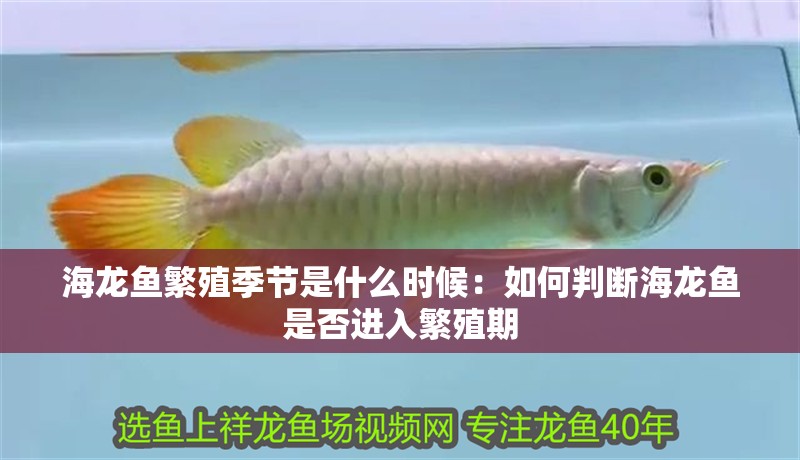 海龍魚繁殖季節(jié)是什么時候：如何判斷海龍魚是否進(jìn)入繁殖期