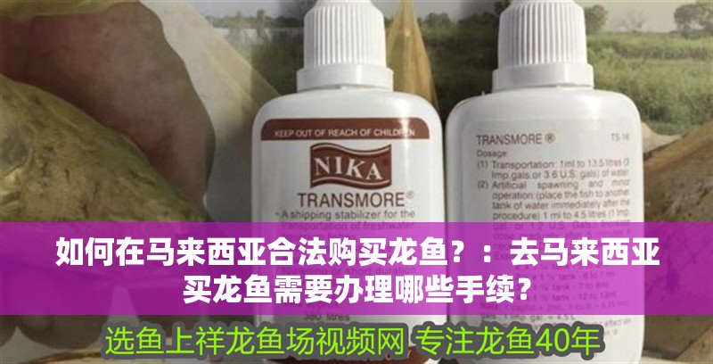 如何在馬來西亞合法購買龍魚？：去馬來西亞買龍魚需要辦理哪些手續(xù)？
