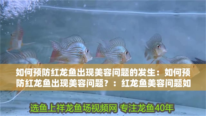 如何預防紅龍魚出現美容問題的發生：如何預防紅龍魚出現美容問題？：紅龍魚美容問題如何預防