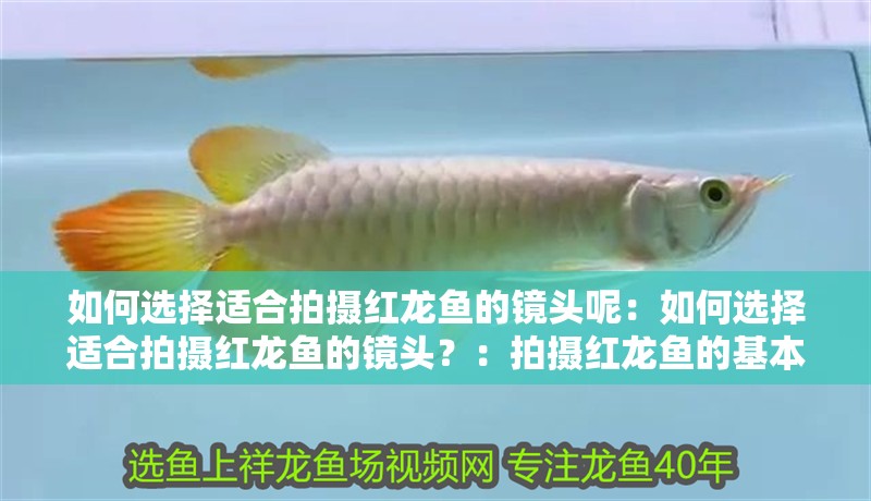 如何選擇適合拍攝紅龍魚的鏡頭呢：如何選擇適合拍攝紅龍魚的鏡頭？：拍攝紅龍魚的基本基礎