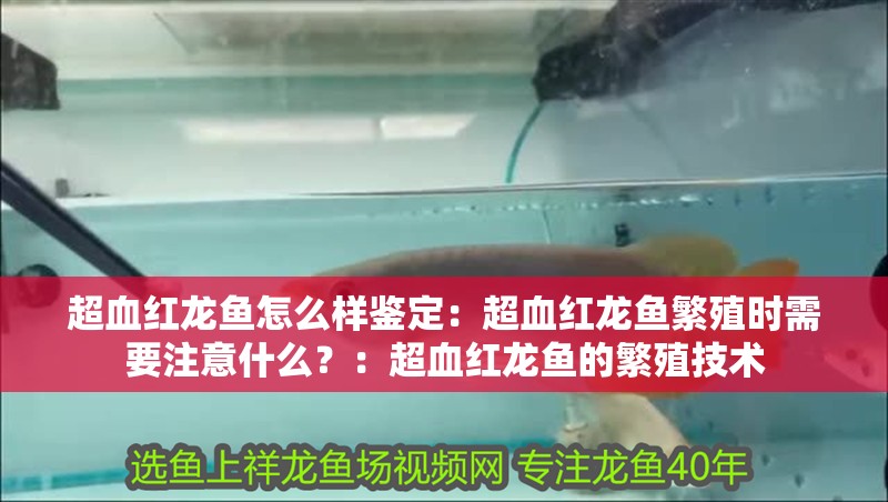 超血紅龍魚怎么樣鑒定：超血紅龍魚繁殖時需要注意什么？：超血紅龍魚的繁殖技術(shù)