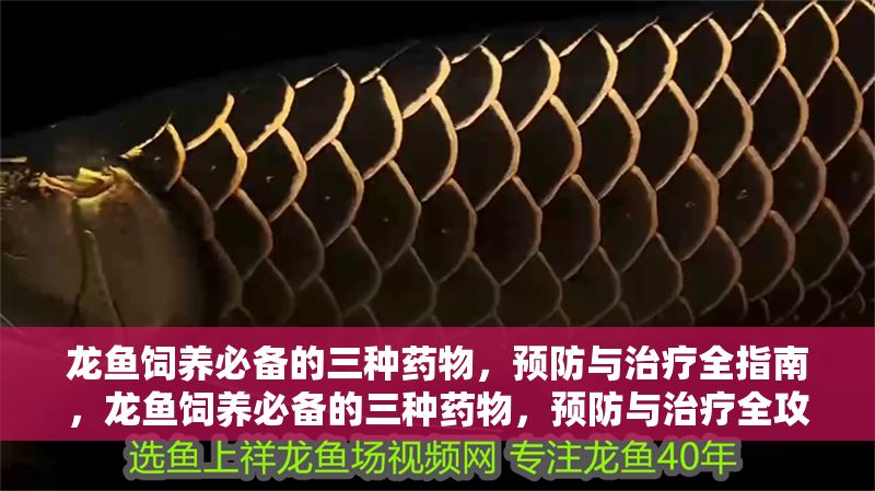 龍魚飼養必備的三種藥物，預防與治療全指南，龍魚飼養必備的三種藥物，預防與治療全攻略