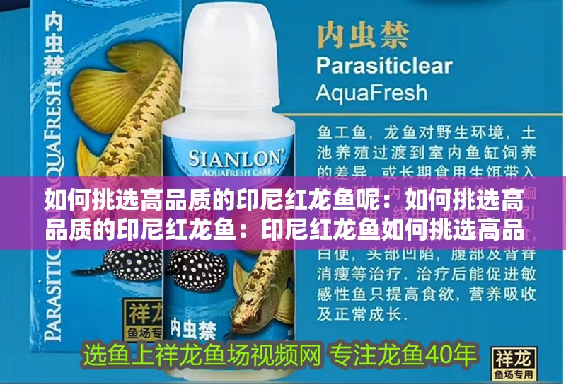 如何挑選高品質(zhì)的印尼紅龍魚呢：如何挑選高品質(zhì)的印尼紅龍魚：印尼紅龍魚如何挑選高品質(zhì)的印尼紅龍魚，印尼紅龍魚的養(yǎng)殖技巧