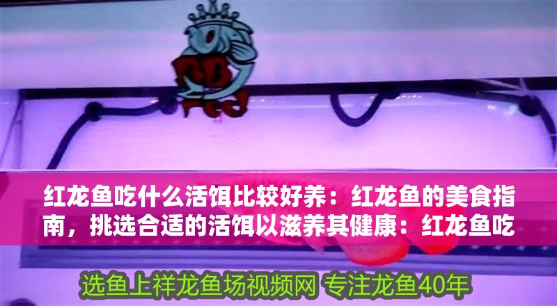 紅龍魚(yú)吃什么活餌比較好養(yǎng)：紅龍魚(yú)的美食指南，挑選合適的活餌以滋養(yǎng)其健康：紅龍魚(yú)吃什么活餌比較好