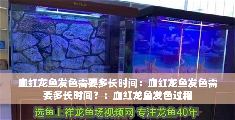 血紅龍魚發(fā)色需要多長時間：血紅龍魚發(fā)色需要多長時間？：血紅龍魚發(fā)色過程