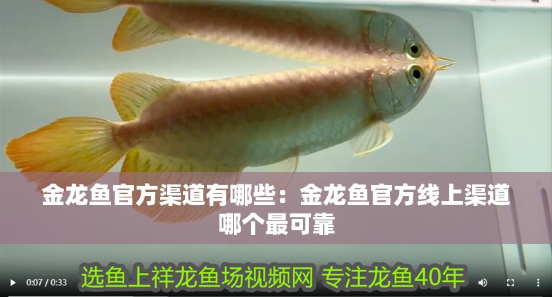 金龍魚官方渠道有哪些：金龍魚官方線上渠道哪個最可靠