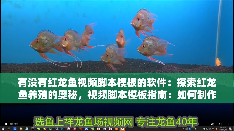 有沒有紅龍魚視頻腳本模板的軟件：探索紅龍魚養(yǎng)殖的奧秘，視頻腳本模板指南：如何制作紅龍魚的視頻腳本模板