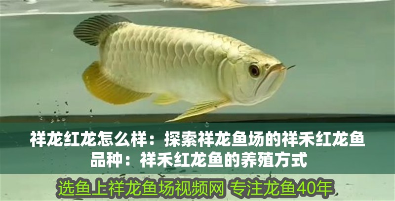 祥龍紅龍怎么樣：探索祥龍魚場的祥禾紅龍魚品種：祥禾紅龍魚的養殖方式