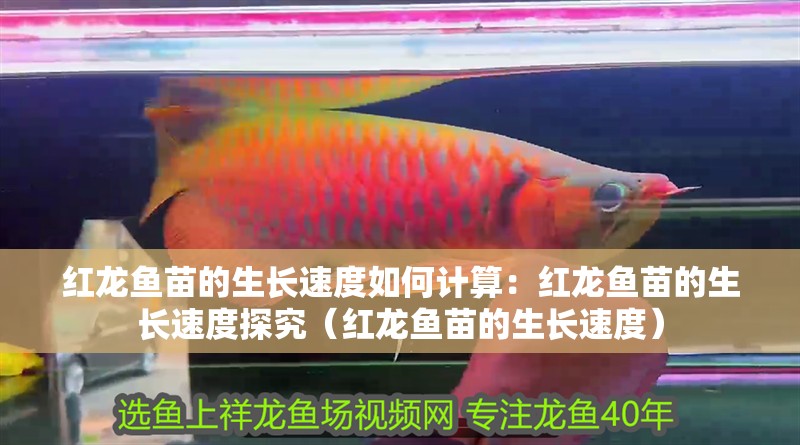 紅龍魚苗的生長速度如何計算：紅龍魚苗的生長速度探究（紅龍魚苗的生長速度）