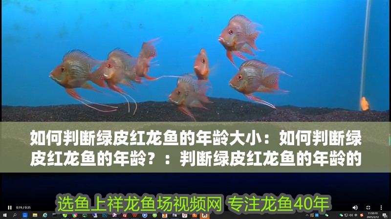 如何判斷綠皮紅龍魚的年齡大小：如何判斷綠皮紅龍魚的年齡？：判斷綠皮紅龍魚的年齡的方法，觀察綠皮紅龍魚的年齡