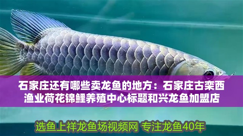 石家莊還有哪些賣龍魚的地方：石家莊古欒西漁業荷花錦鯉養殖中心標題和興龍魚加盟店