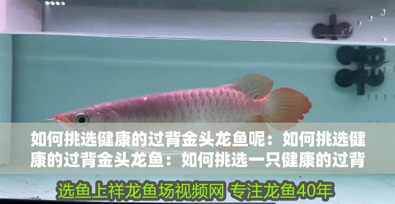 如何挑選健康的過背金頭龍魚呢：如何挑選健康的過背金頭龍魚：如何挑選一只健康的過背金頭龍魚