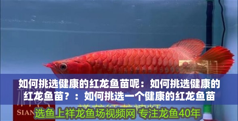 如何挑選健康的紅龍魚苗呢：如何挑選健康的紅龍魚苗？：如何挑選一個(gè)健康的紅龍魚苗