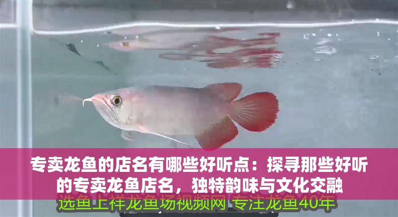 專賣龍魚的店名有哪些好聽點：探尋那些好聽的專賣龍魚店名，獨特韻味與文化交融