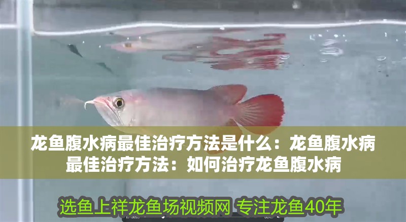 龍魚(yú)腹水病最佳治療方法是什么：龍魚(yú)腹水病最佳治療方法：如何治療龍魚(yú)腹水病