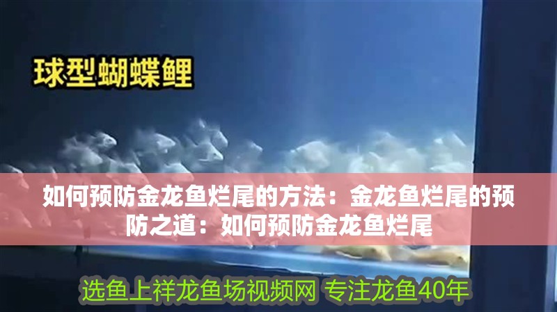 如何預防金龍魚爛尾的方法：金龍魚爛尾的預防之道：如何預防金龍魚爛尾