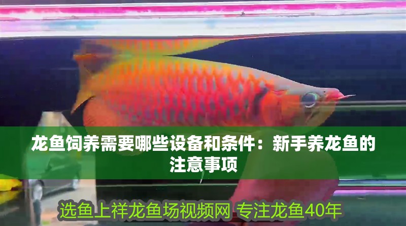 龍魚飼養需要哪些設備和條件：新手養龍魚的注意事項