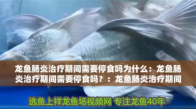 龍魚腸炎治療期間需要停食嗎為什么：龍魚腸炎治療期間需要停食嗎？：龍魚腸炎治療期間是否需要停食