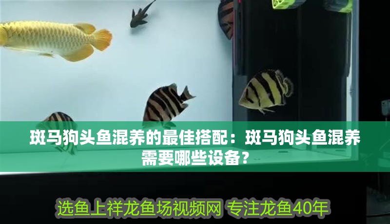 斑馬狗頭魚(yú)混養(yǎng)的最佳搭配：斑馬狗頭魚(yú)混養(yǎng)需要哪些設(shè)備？ 斑馬狗頭魚(yú)混養(yǎng)的最佳搭配：斑馬狗頭魚(yú)混養(yǎng)需要哪些設(shè)備？ 龍魚(yú)百科