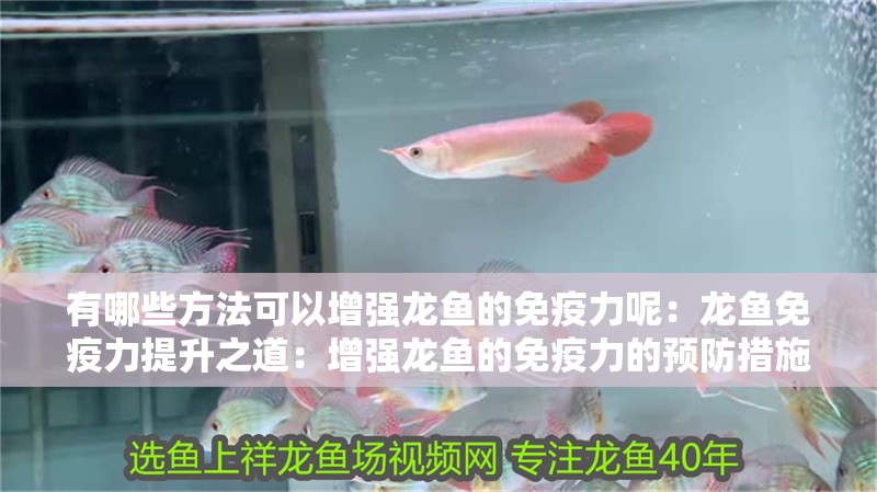 有哪些方法可以增強龍魚的免疫力呢：龍魚免疫力提升之道：增強龍魚的免疫力的預防措施