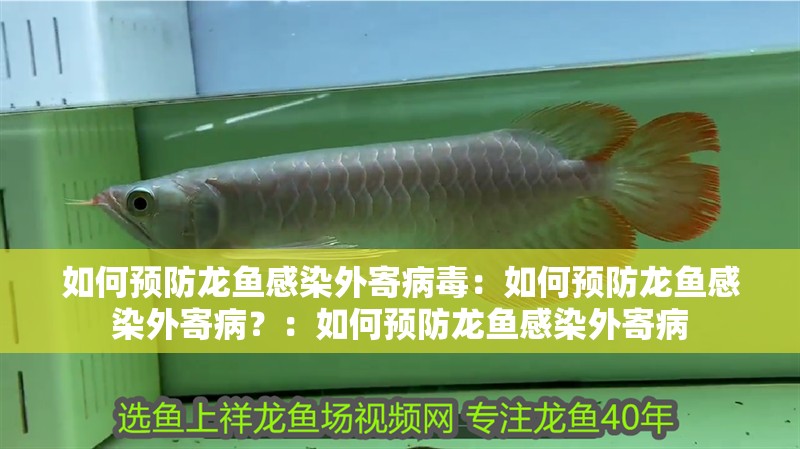 如何預防龍魚感染外寄病毒：如何預防龍魚感染外寄病？：如何預防龍魚感染外寄病