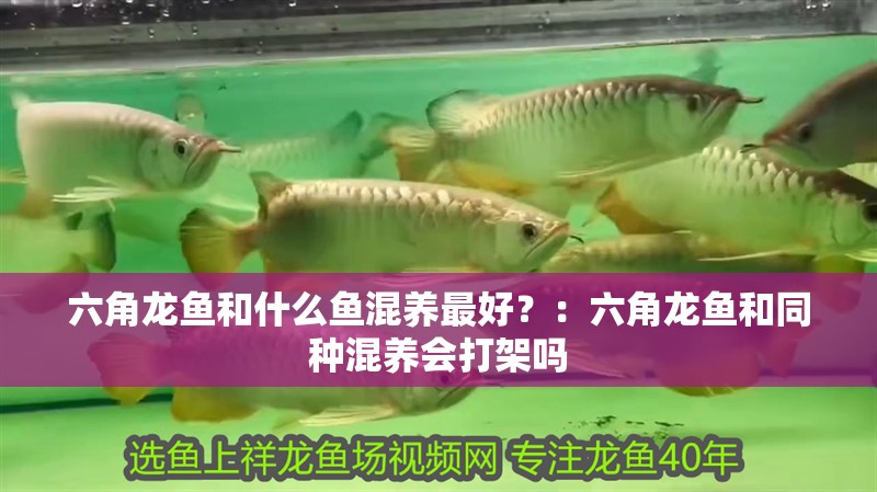 六角龍魚(yú)和什么魚(yú)混養(yǎng)最好？：六角龍魚(yú)和同種混養(yǎng)會(huì)打架嗎