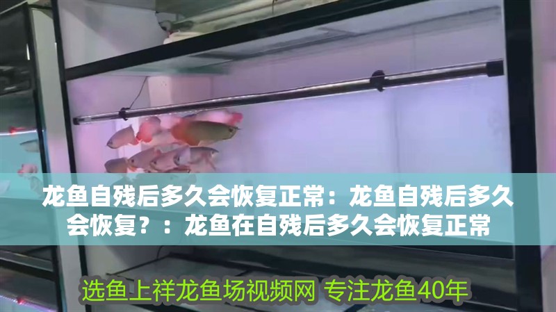龍魚自殘后多久會恢復正常：龍魚自殘后多久會恢復？：龍魚在自殘后多久會恢復正常