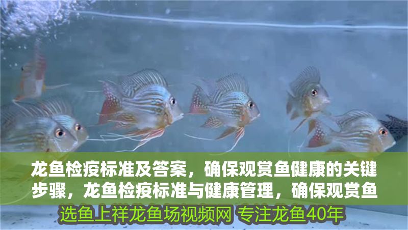 龍魚檢疫標(biāo)準(zhǔn)及答案，確保觀賞魚健康的關(guān)鍵步驟，龍魚檢疫標(biāo)準(zhǔn)與健康管理，確保觀賞魚健康的關(guān)鍵步驟