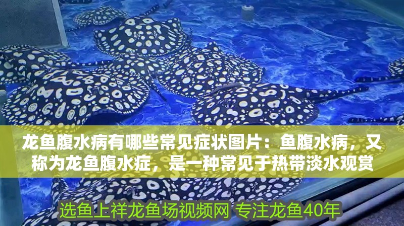 龍魚腹水病有哪些常見癥狀圖片：魚腹水病，又稱為龍魚腹水癥，是一種常見于熱帶淡水觀賞魚中的疾病。這種疾病通常由細(xì)菌感染引起，導(dǎo)致龍魚的腹部積水，嚴(yán)重時(shí)甚至?xí){到生命。本文將詳細(xì)探討龍魚腹水病的癥狀，并提供一些預(yù)防和治療的建議：預(yù)防龍魚腹水病的發(fā)生，龍魚腹水病的治療方法及治療方法