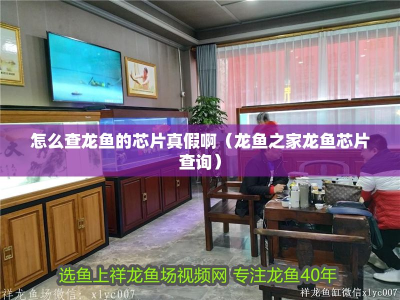 怎么查龍魚的芯片真假啊（龍魚之家龍魚芯片查詢）