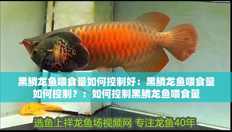 黑鱗龍魚喂食量如何控制好：黑鱗龍魚喂食量如何控制？：如何控制黑鱗龍魚喂食量