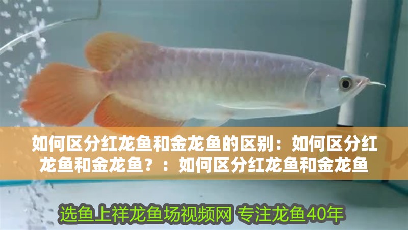 如何區(qū)分紅龍魚(yú)和金龍魚(yú)的區(qū)別：如何區(qū)分紅龍魚(yú)和金龍魚(yú)？：如何區(qū)分紅龍魚(yú)和金龍魚(yú)