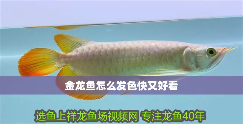 金龍魚怎么發色快又好看