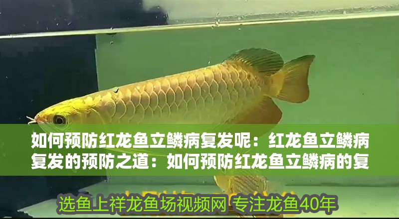 如何預防紅龍魚立鱗病復發呢：紅龍魚立鱗病復發的預防之道：如何預防紅龍魚立鱗病的復發